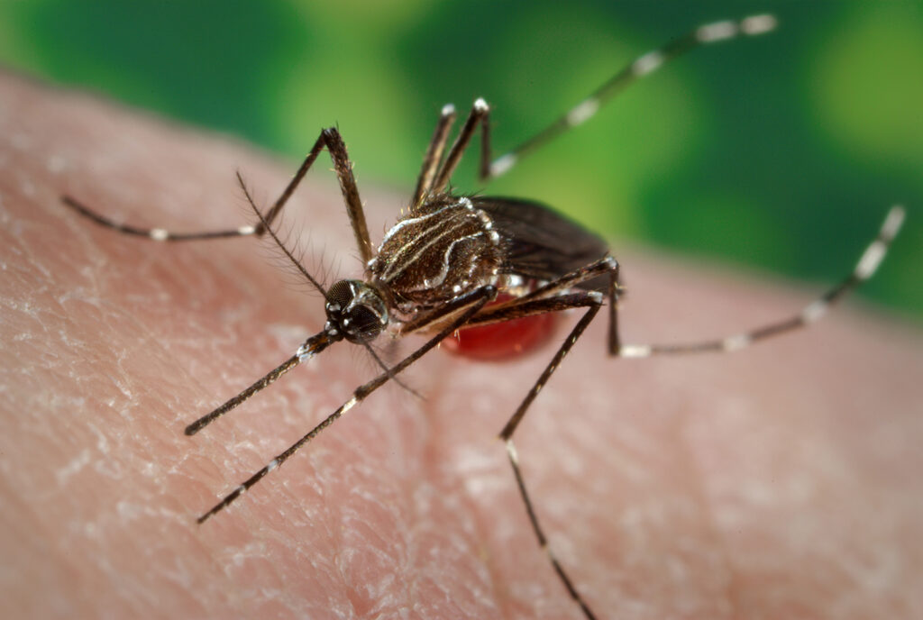 Mosquitoes dengue